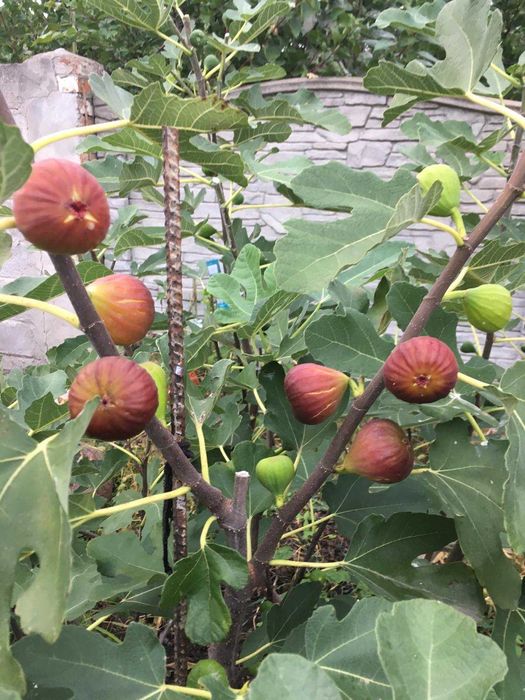 Инжир отводки двухлетние