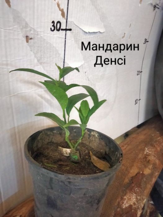 Мандарини ,лимони,апельсини  та інше