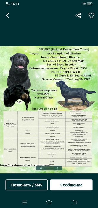 В'язка чистокровний лабрадор шоколадний кобель 4роки