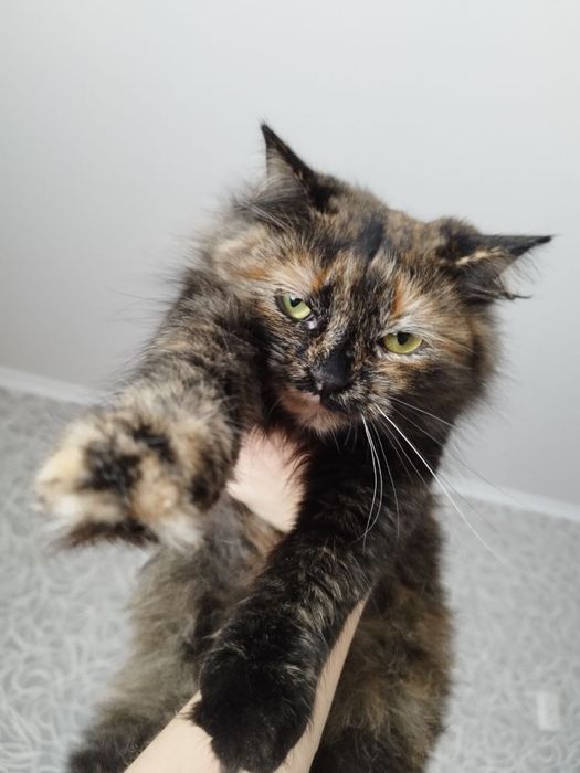 Отдаю Макарошку!