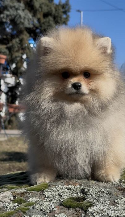 Померанский шпиц,мишка