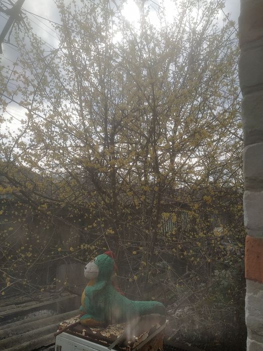 Продам саджанці кизилу.