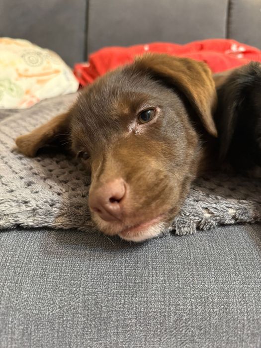 Snoop - szczeniak do adopcji