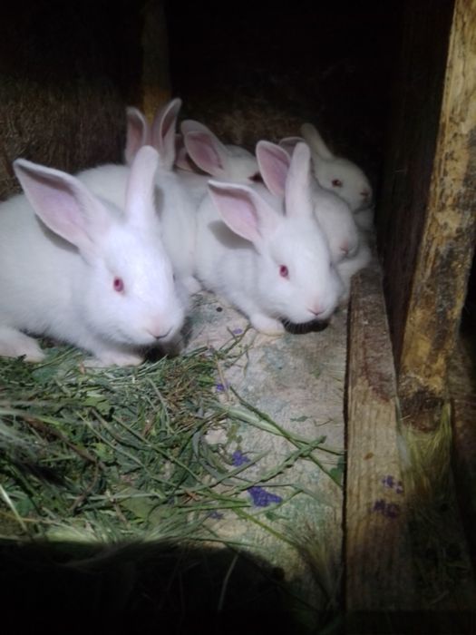 Кролі, кролики, термонці