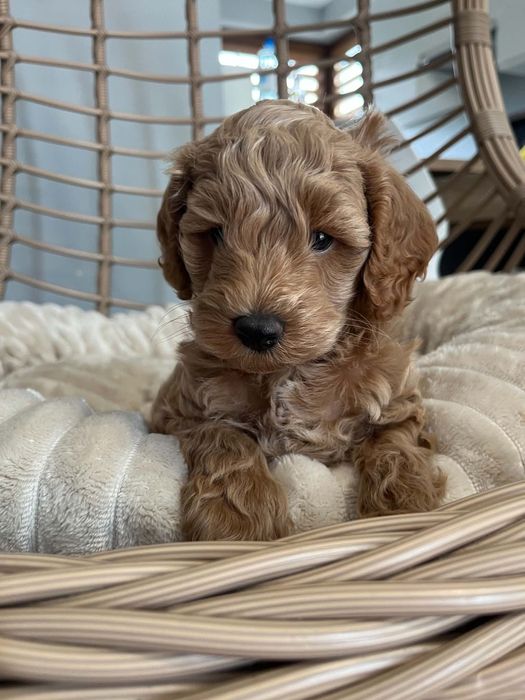 Sprzedam pieska maltipoo
