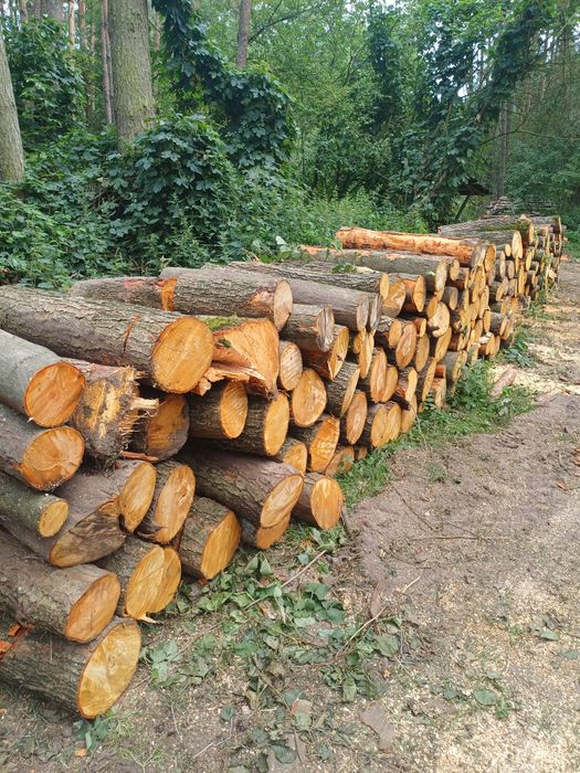 Drewno opałowe sosna i też gatunki liściaste
