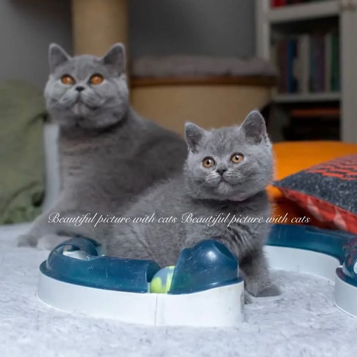 Кошенята плюшеві, короткошерстні