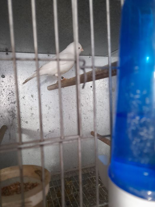 Canários de várias espécies