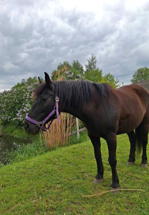 Klacz huculska do rekreacji