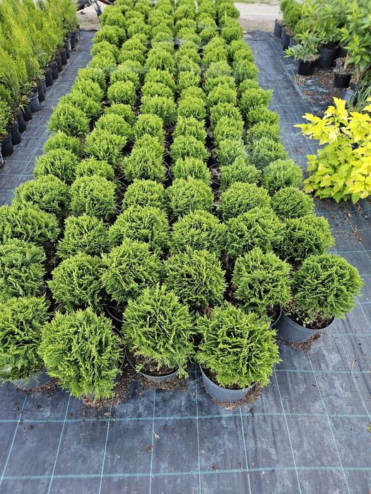 Tuja thuja danica danika