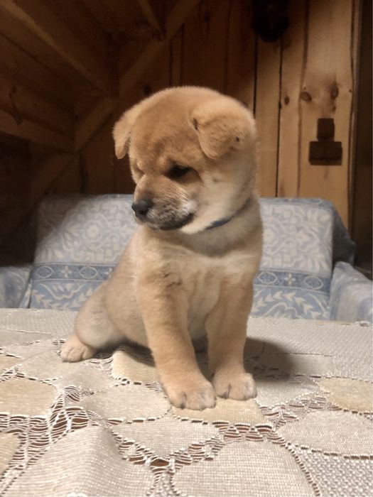 Shiba Inu,, urodziły się cudeńka, Rajsobie(FCI).