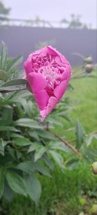 Піон рожевий та бордовий продам