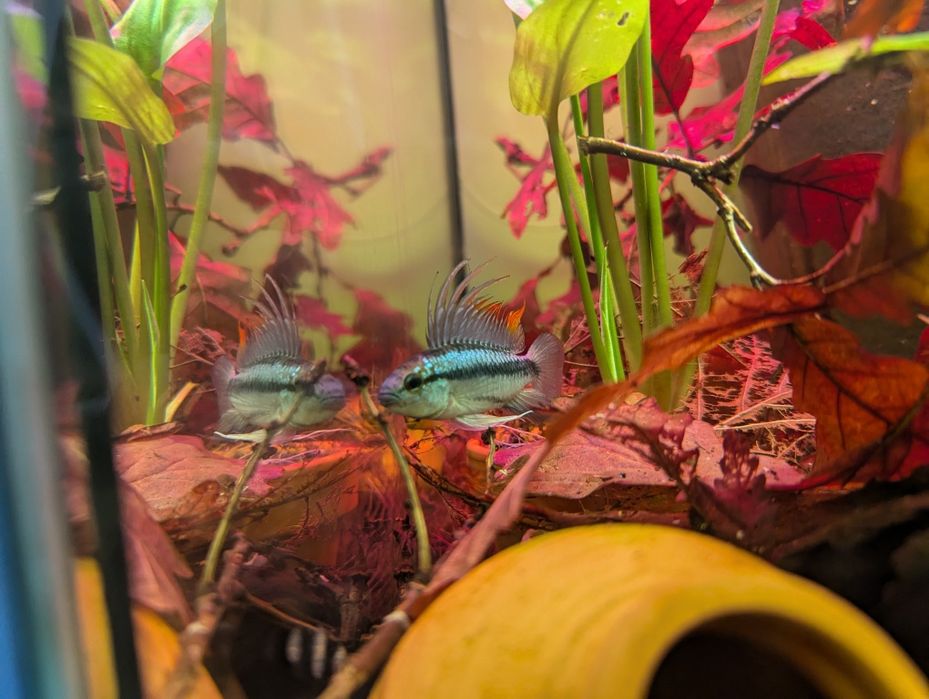 Pielęgniczka trójpręga Apistogramma trifasciata