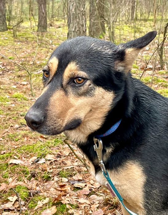 Wedel - 4-letni kumpel dla każdego!