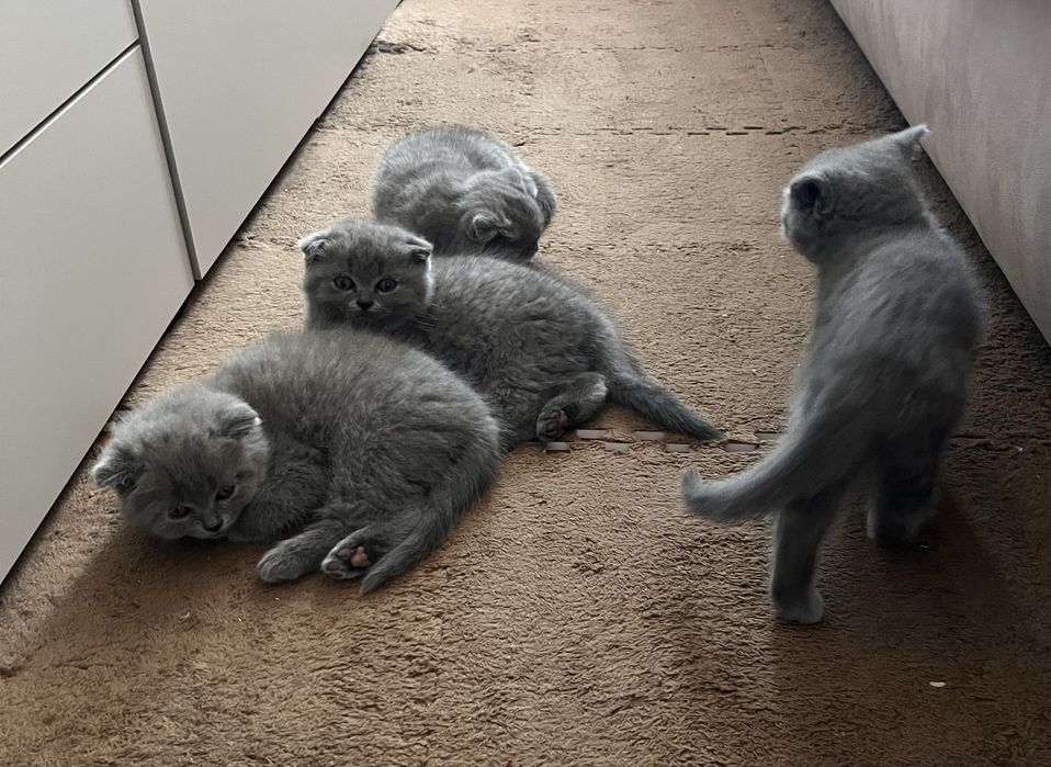 Шотландські кошенята