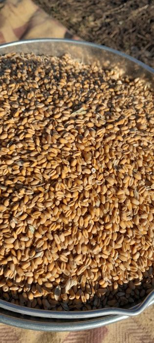 Продам зерно пшениці,і ячмінь.