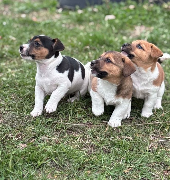 Jack Russell Terrier