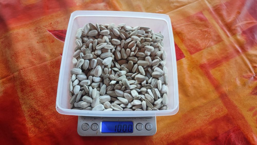 Sementes de Girassol do Produtor — Para Semear ou Alimentar Pássaros