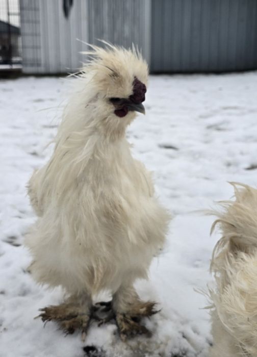 Slka jedbawista koguty