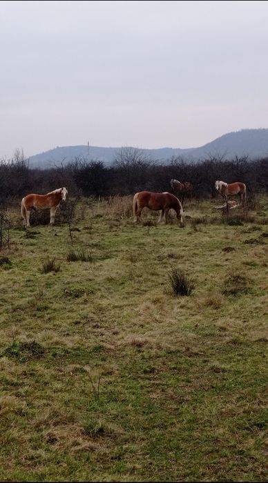Продам кобили із лошатами