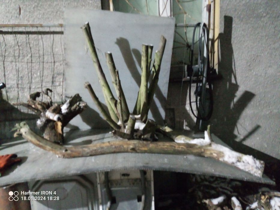 Pnie konary karpy korzenie gałęzie  ozdobne dekoracyjne