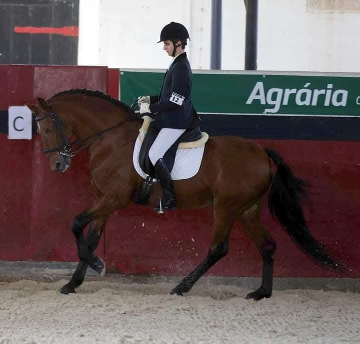 Garanhão lusitano pontuado