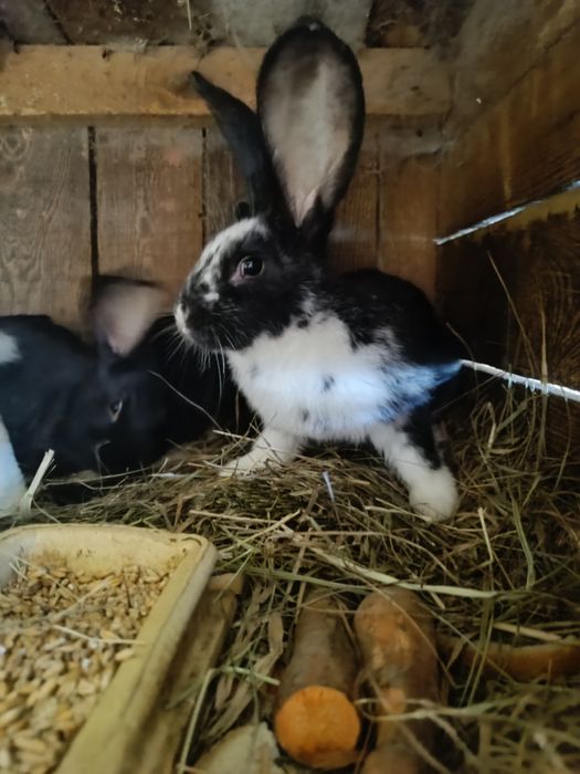 Młode króliki  sprzedam