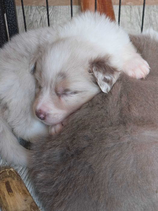 Sunia Border Collie Lilac Merle