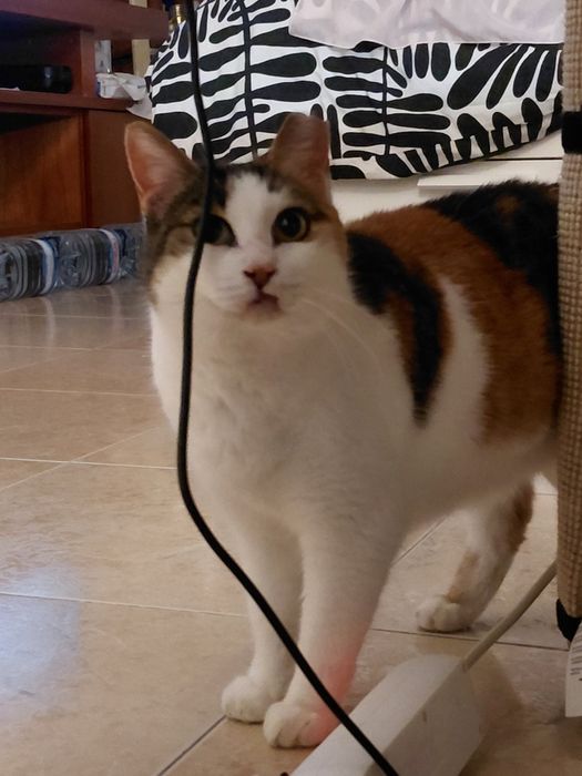 Sally- gatinha muito muito meiga para adoção