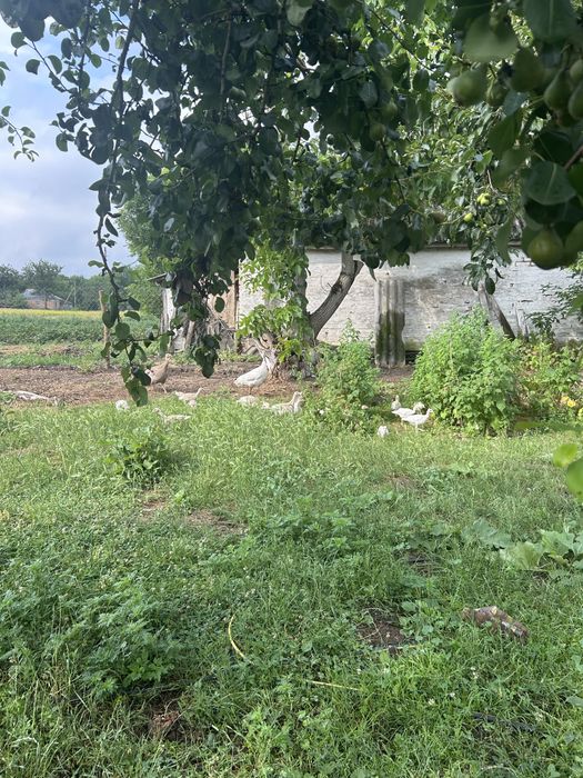 Продаються  індичата