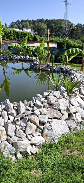 Carpas koi com 8/15 cm