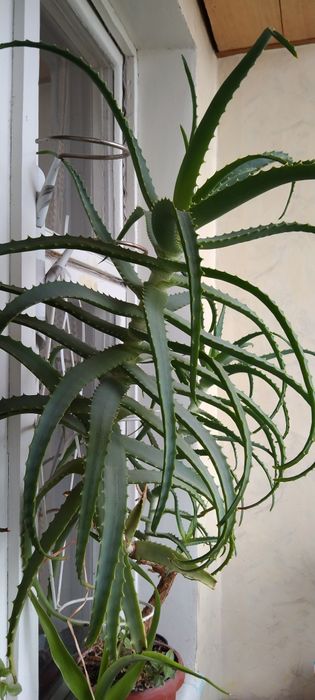 Продам 20 річне алое