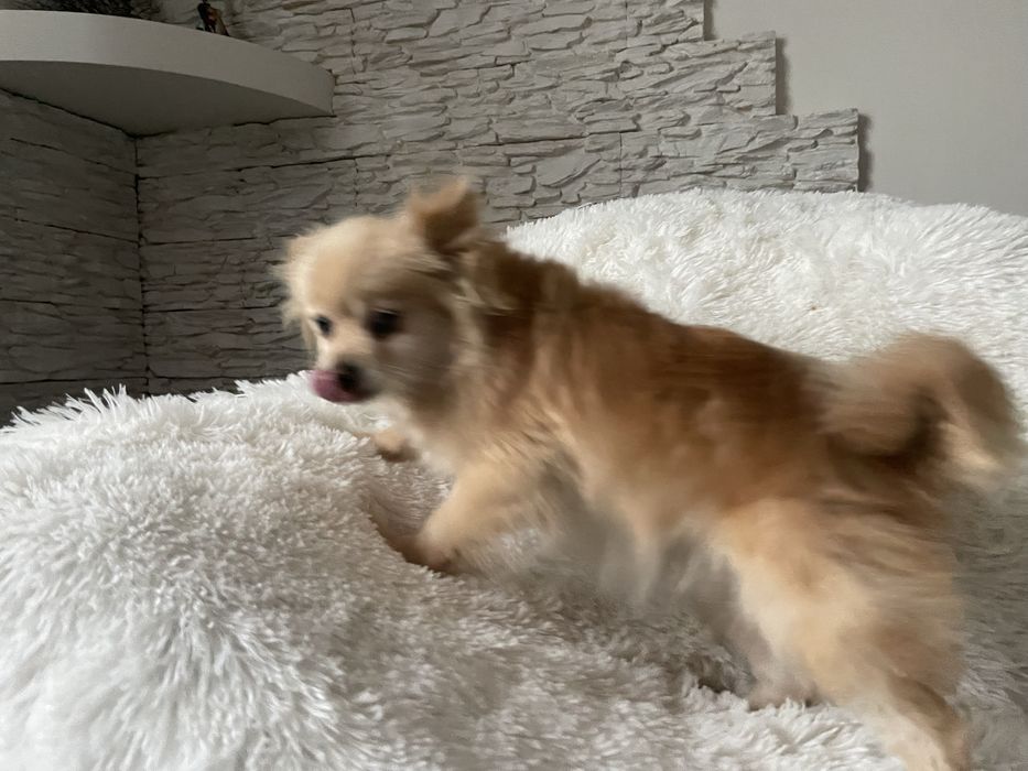 Pomeranianka suczka 4 lata