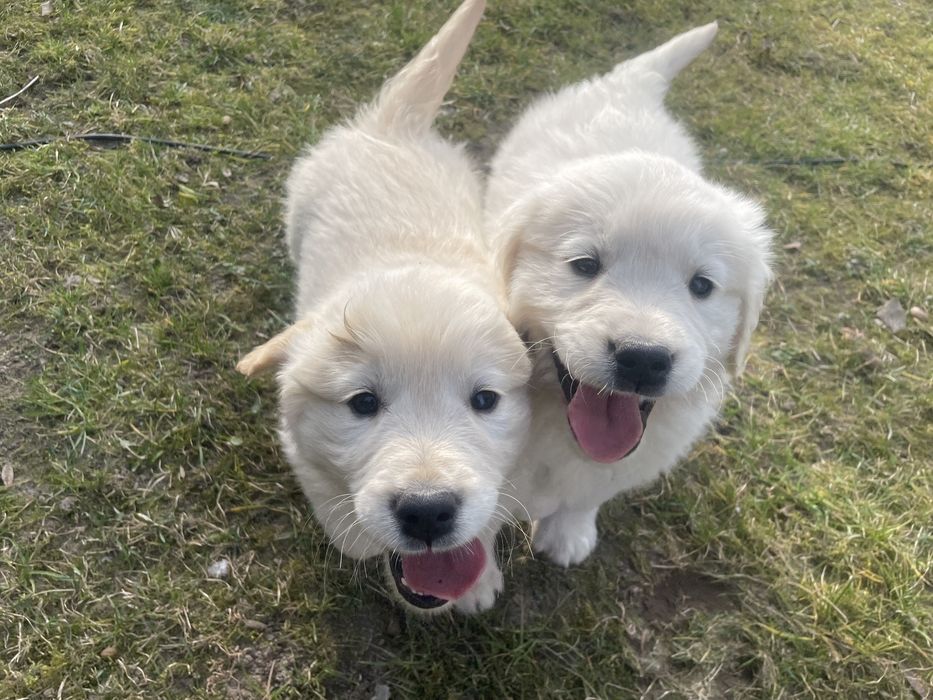 Szczeniak Golden Retriever