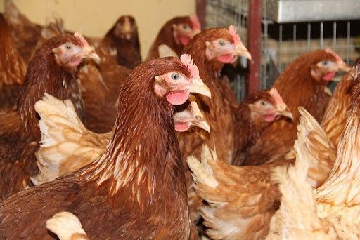 Решетилівка ! Кури несушки! Безкоштовна доставка