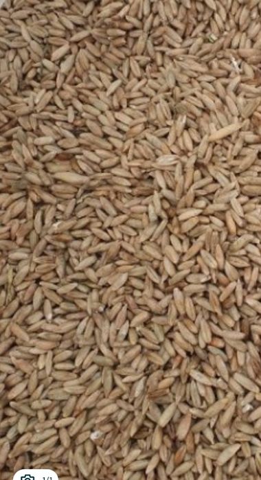 Продам жито свіжий урожай