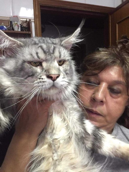 Menina maine coon muito meiguinha disponivel para entrega imediata.