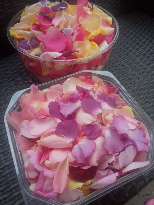 Лепестки свежей розы