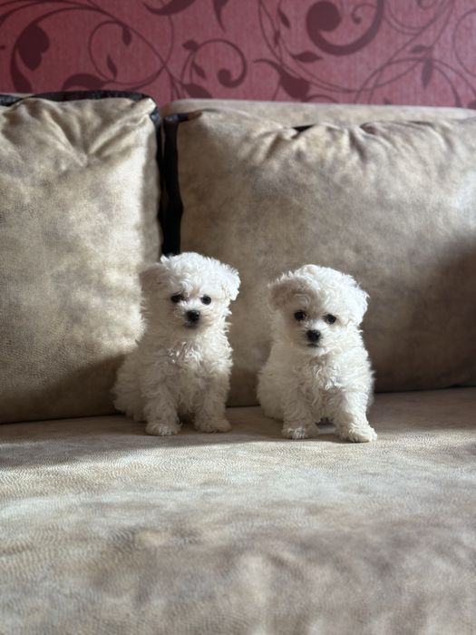 Бишон Фризе собачки