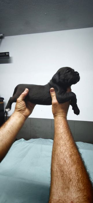 Cachorro cane corso Italiano