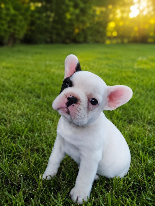 Buldogue francês