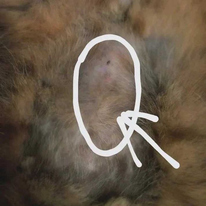 Ветеринар без вихідних Харьков, праздників