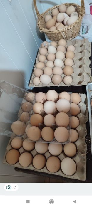 Vende-se ovos caseiros