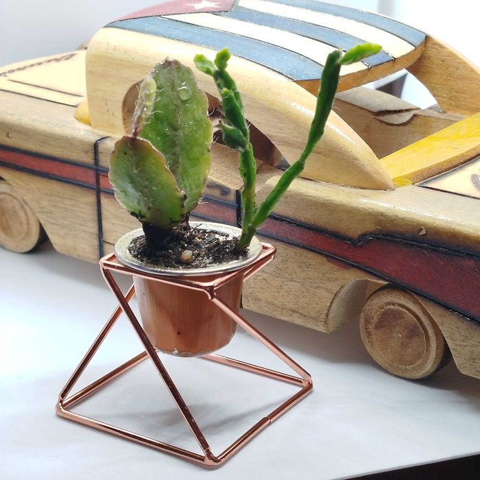 Cactus e suculentas_ lembranças, casamentos, dia da mãe
