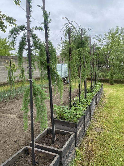 Продам модрини нащепленні