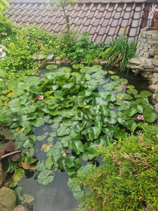 Sprzedam rośliny