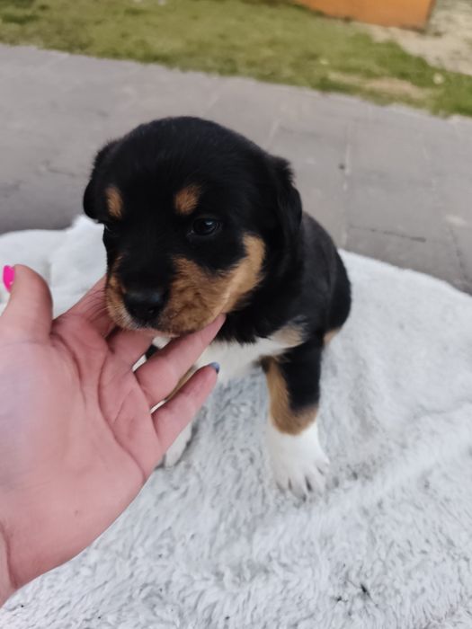 Oddam pieski w dobre ręce Rezerwacja