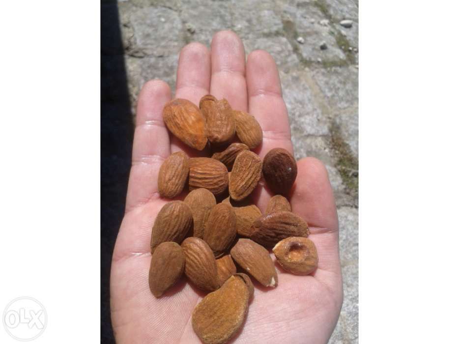 Amêndoa em grão (miolo) de Vila Nova de Foz Côa