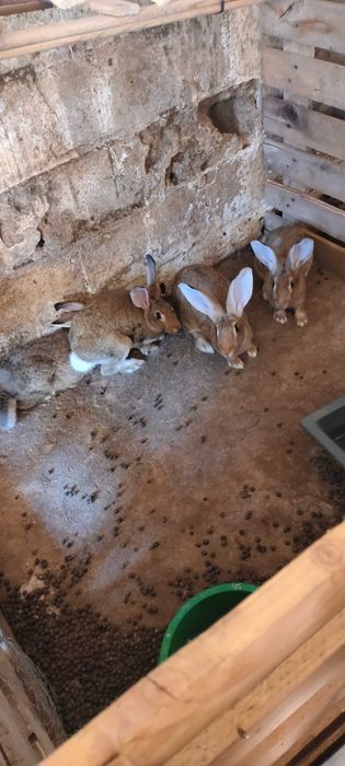 Vendo coelhos grandes e pequenos