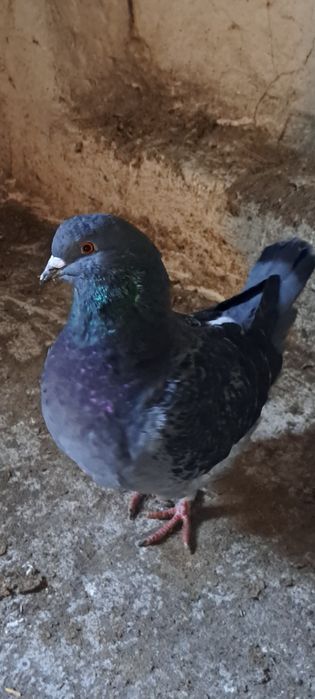 Gołębie kingi samce